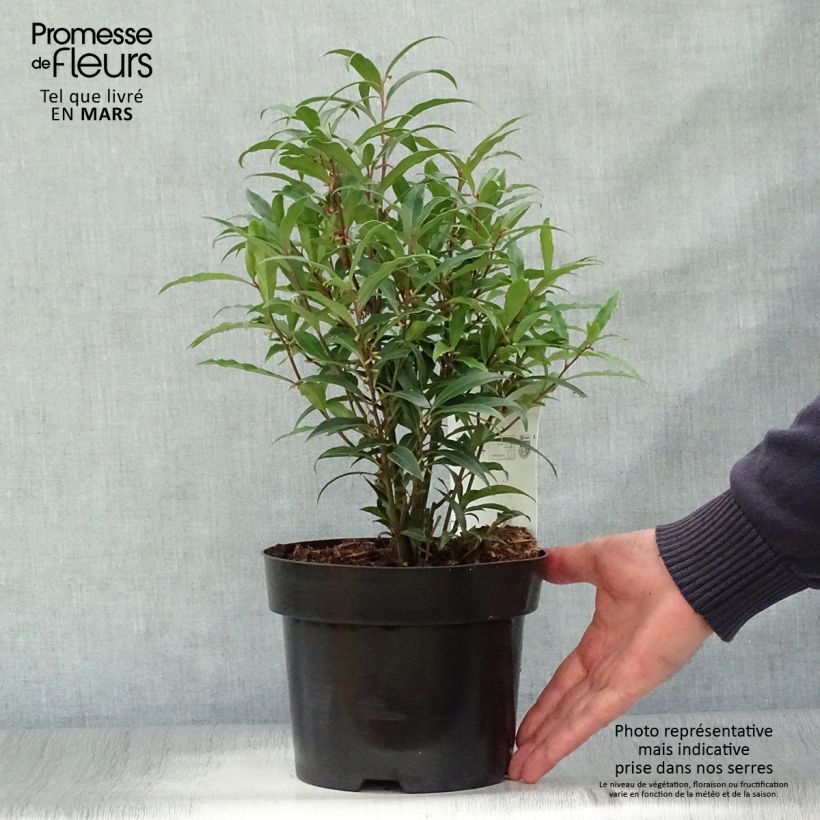 Spécimen de Sarcococca hookeriana Purple Stem en pot de 2/3L tel que livré au printemps