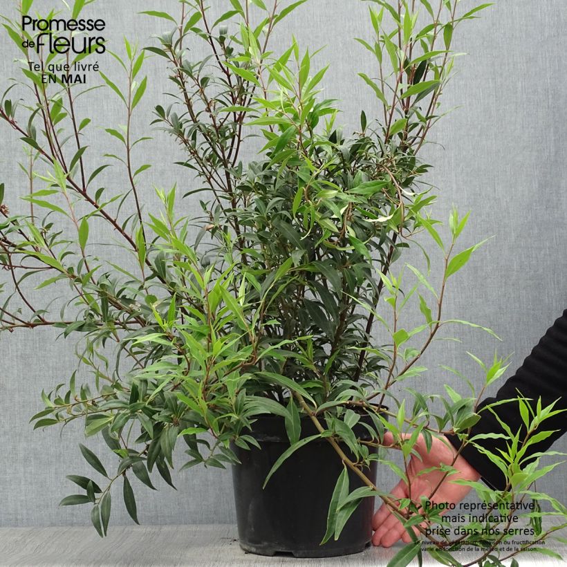 Spécimen de Sarcococca hookeriana Purple Stem en pot de 7,5l/10l tel que livré au printemps