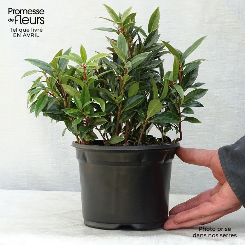 Spécimen de Sarcococca hookeriana humilis tel que livré au printemps