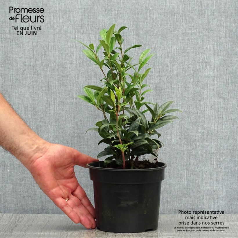 Spécimen de Sarcococca hookeriana humilis Pot de 2L/3L tel que livré en été
