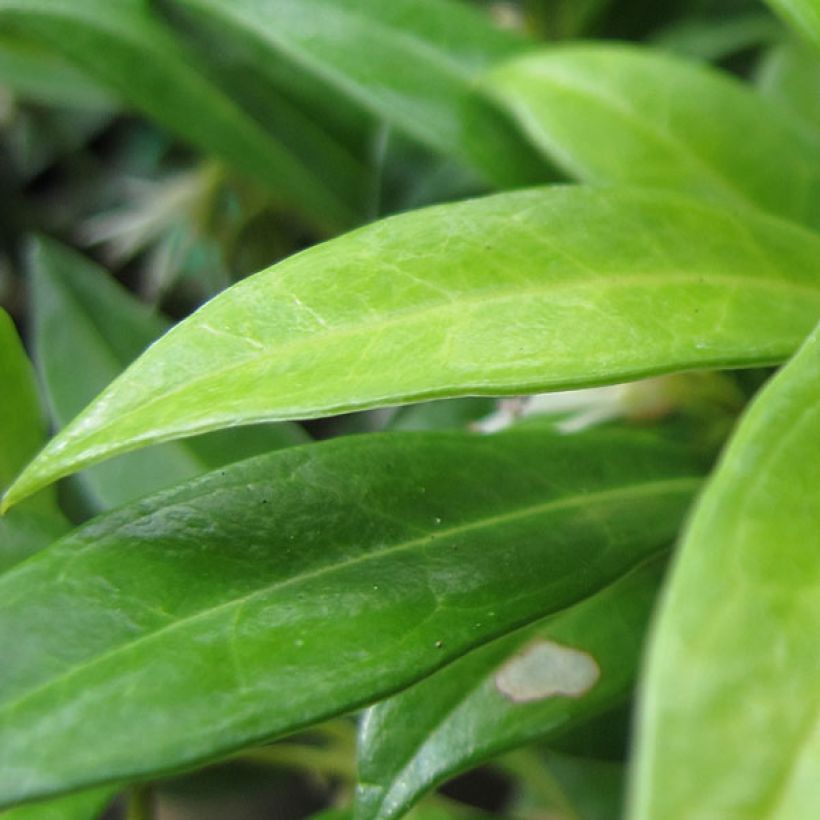 Sarcococca hookeriana humilis (Feuillage)