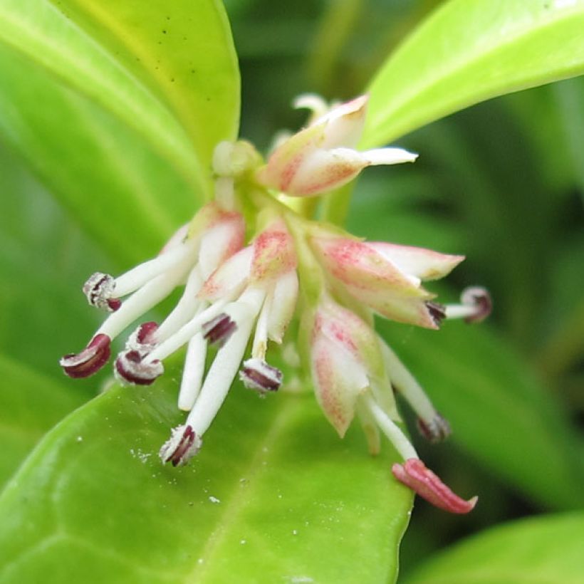 Sarcococca hookeriana humilis (Floraison)