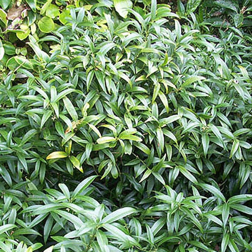 Sarcococca hookeriana humilis (Port)