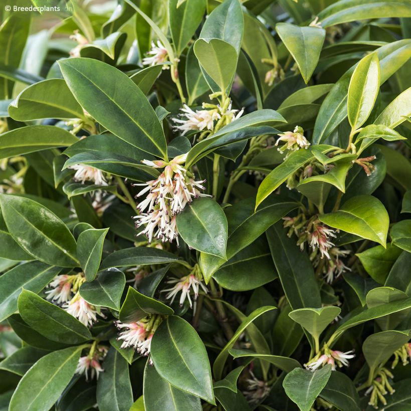 Sarcococca Fragrant Mountain (Feuillage)