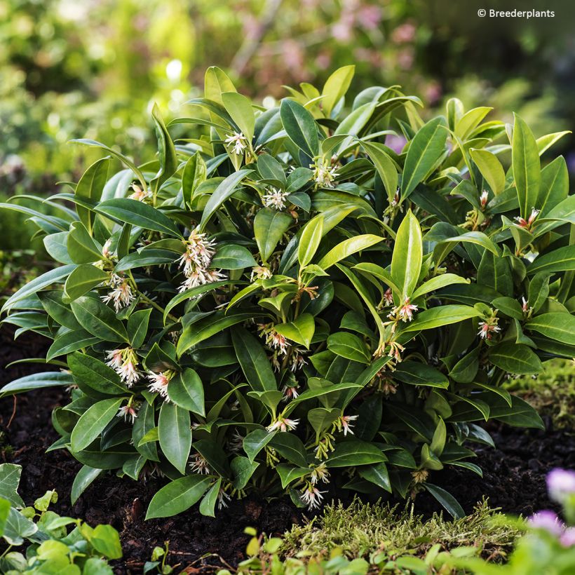 Sarcococca Fragrant Mountain (Port)