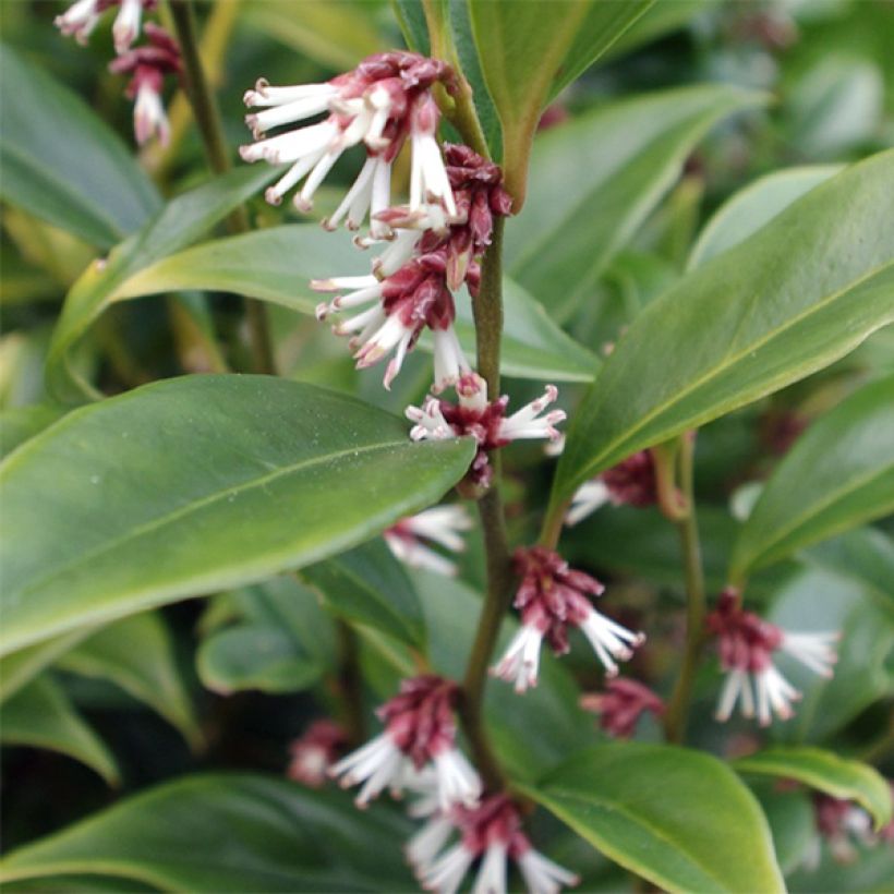 Sarcococca orientalis - Sarcocoque d'Orient (Feuillage)