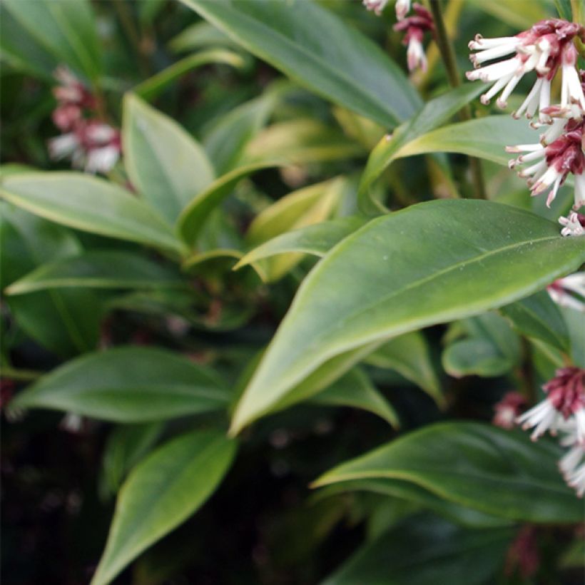 Sarcococca orientalis - Sarcocoque d'Orient (Floraison)