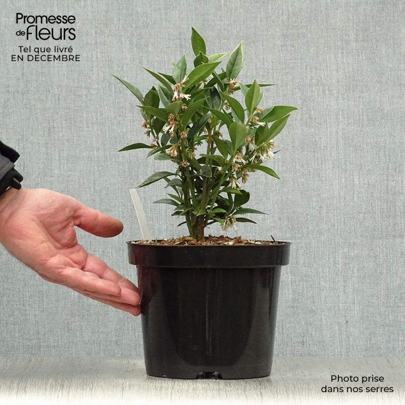Spécimen de Sarcococca orientalis - Sarcocoque d'Orient Pot de 2L/3L tel que livré en hiver