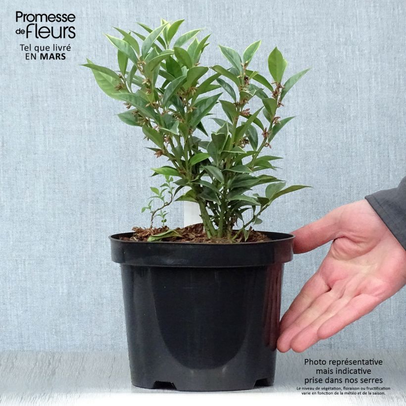 Spécimen de Sarcococca orientalis - Sarcocoque d'Orient tel que livré au printemps