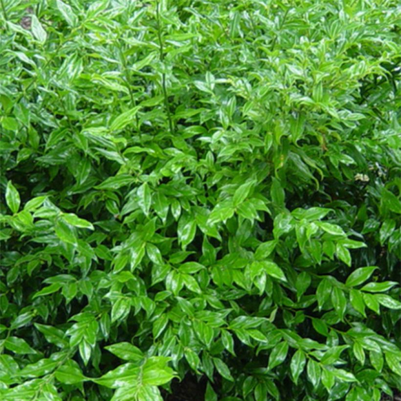 Sarcococca ruscifolia - Sarcocoque à feuilles de Ruscus (Feuillage)