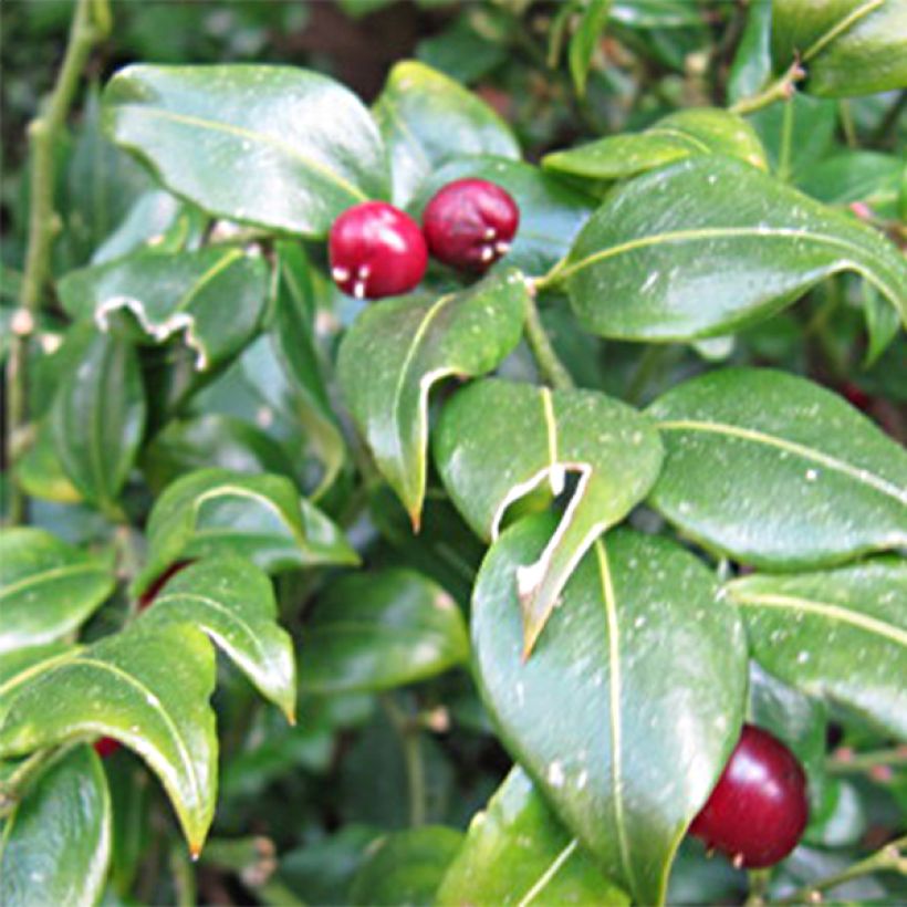 Sarcococca ruscifolia - Sarcocoque à feuilles de Ruscus (Floraison)
