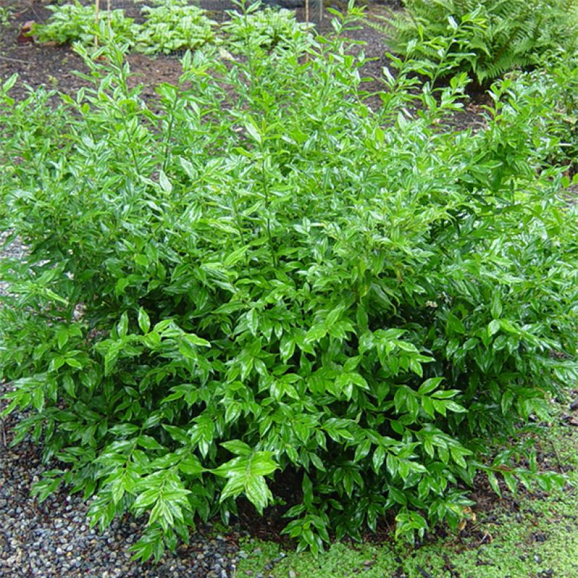 Sarcococca ruscifolia - Sarcocoque à feuilles de Ruscus (Port)