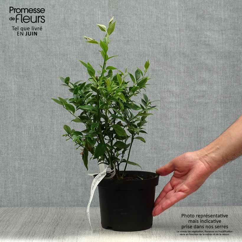 Spécimen de Sarcococca ruscifolia - Sarcocoque à feuilles de Ruscus Pot de 2L/3L tel que livré en été