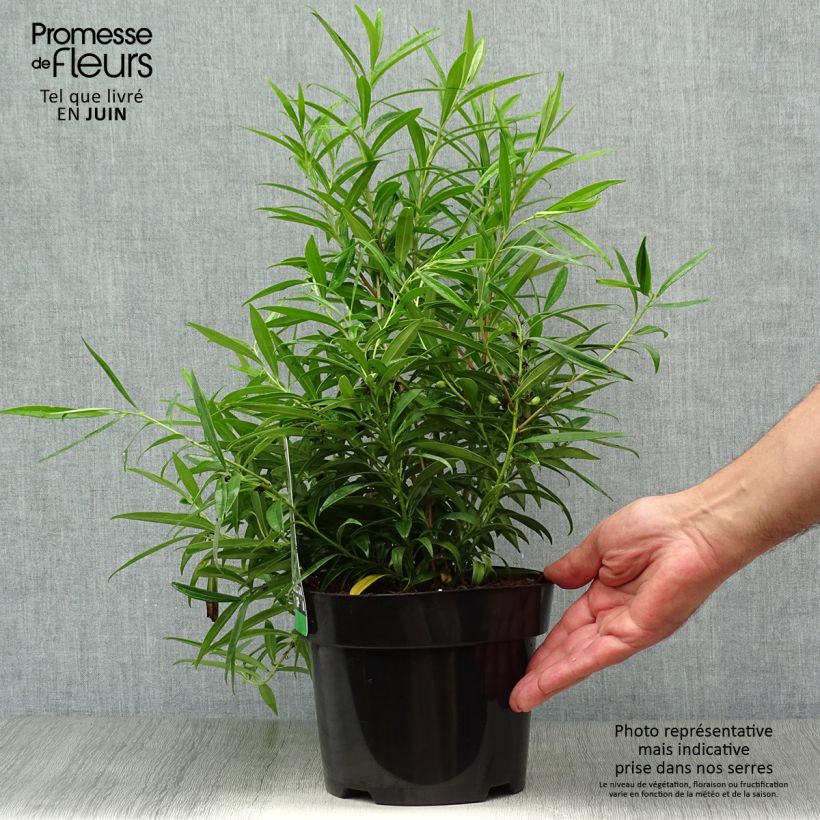 Spécimen de Sarcococca saligna - Sarcocoque à feuilles de saule Pot de 2L/3L tel que livré en été
