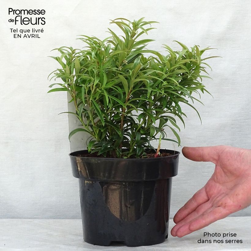 Spécimen de Sarcococca saligna - Sarcocoque à feuilles de saule Pot de 2L/3L tel que livré au printemps