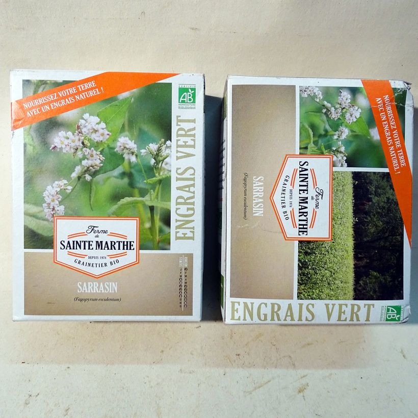 Exemple de spécimen de Sarrasin esculentum Bio - Engrais vert - Ferme de Sainte Marthe Graines tel que livré