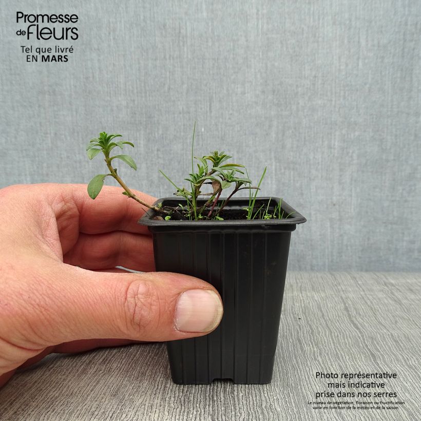 Spécimen de Sarriette citron BIO - Satureja montana citriodora Godet de 8 cm tel que livré au printemps
