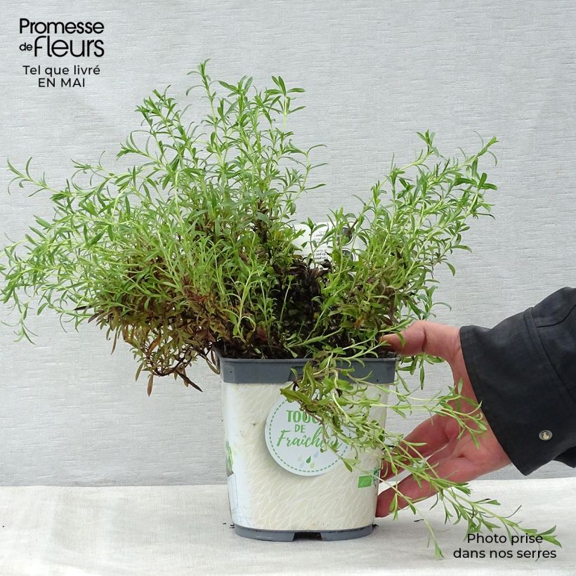 Spécimen de Sarriette vivace en plant BIO Pot de 1L./1,5L. tel que livré au printemps