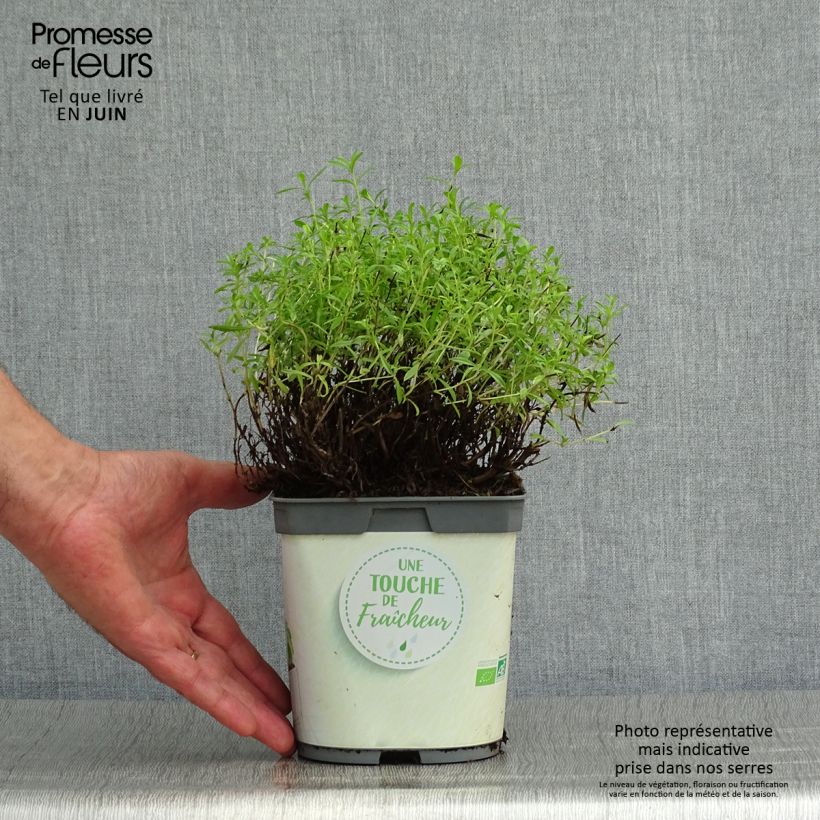 Spécimen de Sarriette vivace en plant BIO Pot de 1L/1,5L tel que livré en été