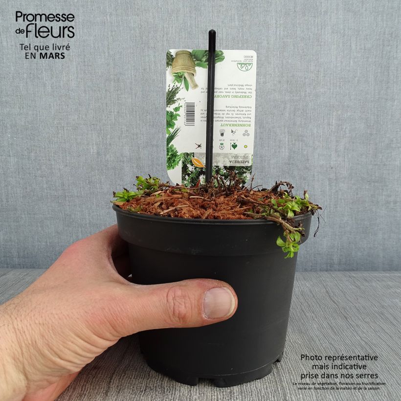 Spécimen de Sarriette vivace rampante - Satureja spicigera Pot de 1,5L/2L tel que livré en hiver