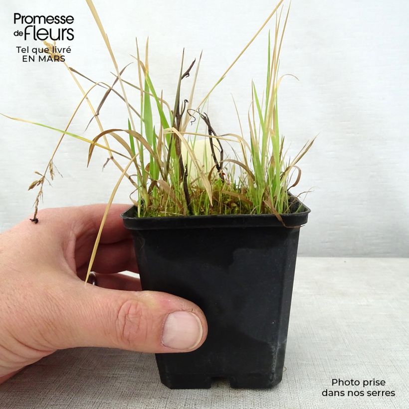 Spécimen de Saruma henryi Godet de 9cm tel que livré au printemps