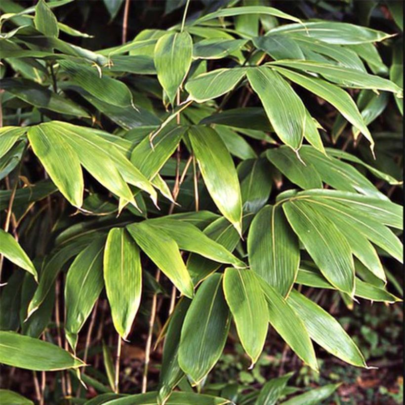 Sasa palmata Nebulosa - Petit bambou (Feuillage)