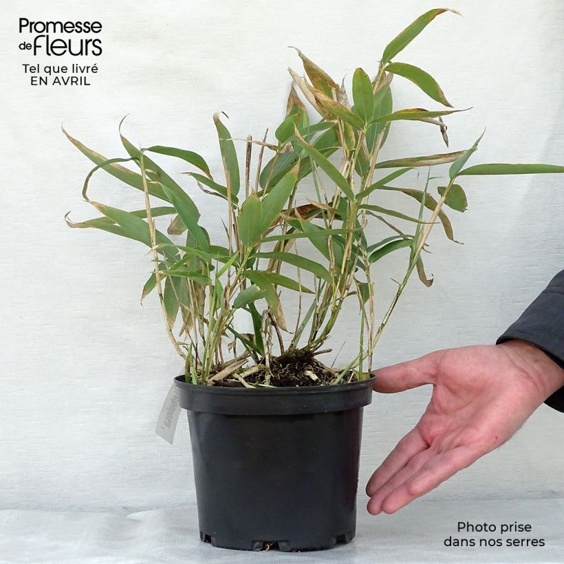 Spécimen de Sasa palmata Nebulosa - Petit bambou Pot de 1L/1,5LHauteur livrée env. 20/30cm tel que livré au printemps