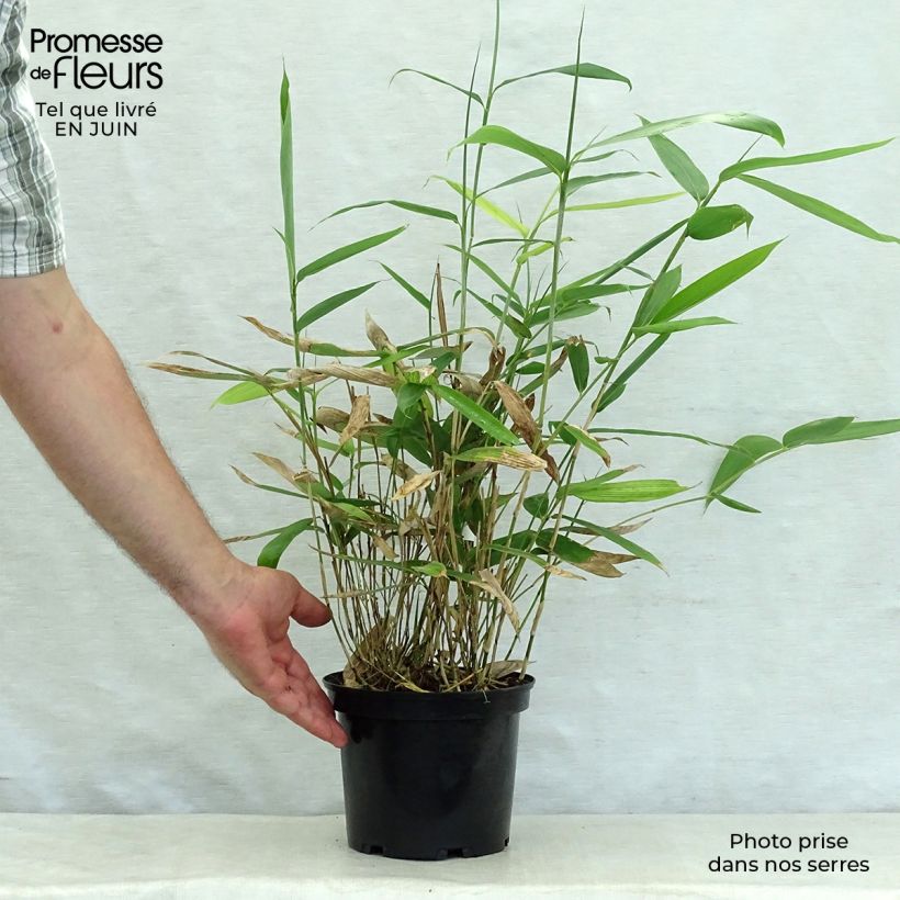 Spécimen de Sasa palmata Nebulosa - Petit bambou Pot de 2L/3L tel que livré en été