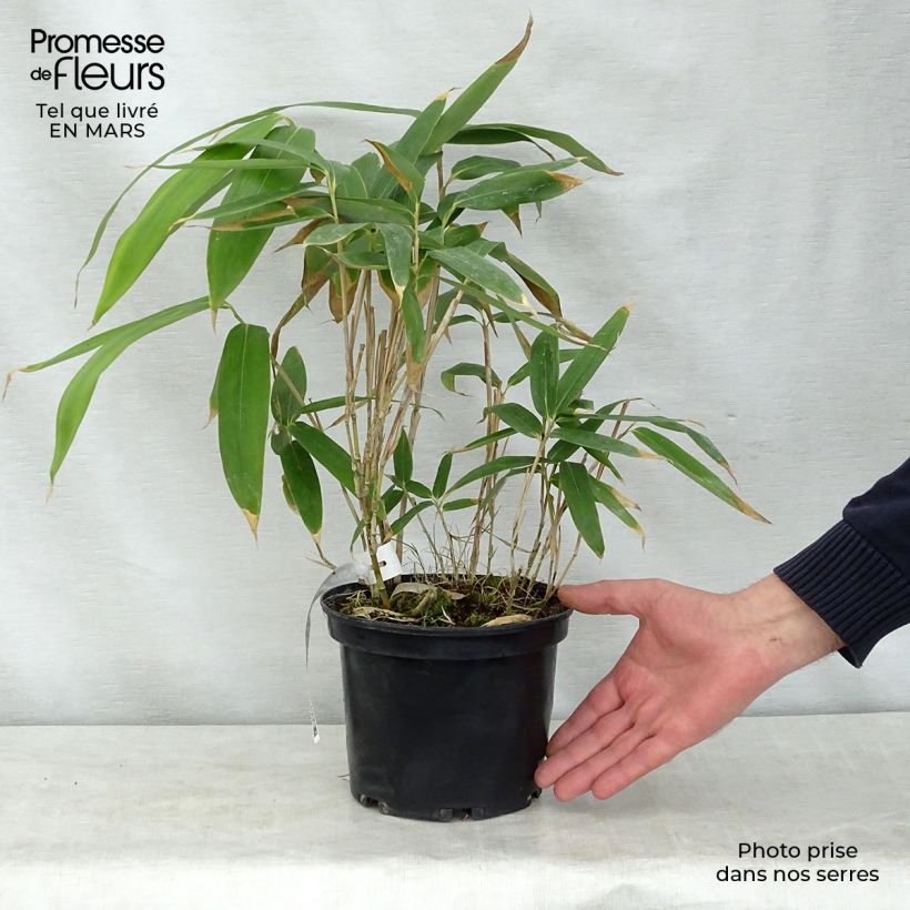 Spécimen de Sasa palmata Nebulosa - Petit bambou Pot de 2L/3LHauteur livrée env. 60/70cm tel que livré au printemps