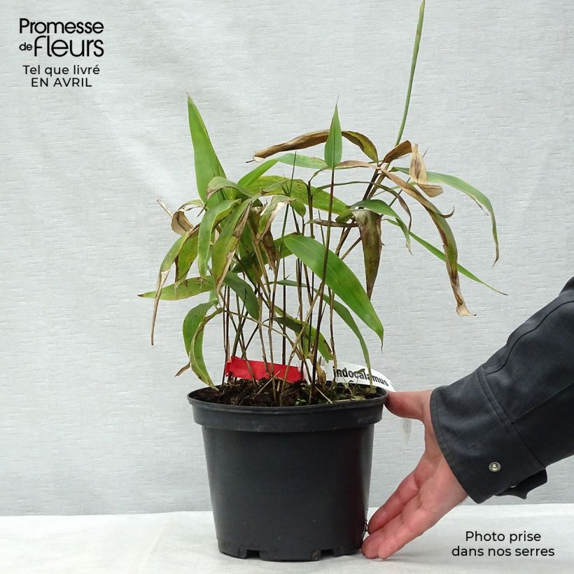 Spécimen de Sasa tessellata - Bambou nain Pot de 3L/4L tel que livré au printemps