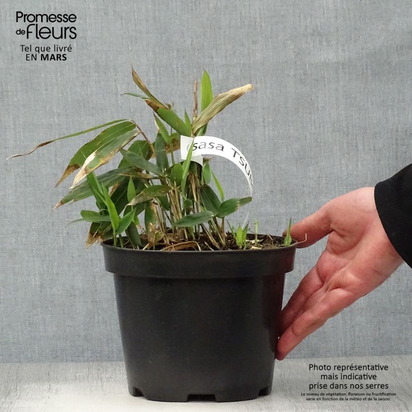 Spécimen de Sasa tsuboiana - Bambou nain Pot de 1,5L/2L tel que livré au printemps