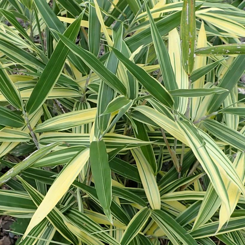 Sasaella masamuneana Albostriata - Bambou nain (Feuillage)