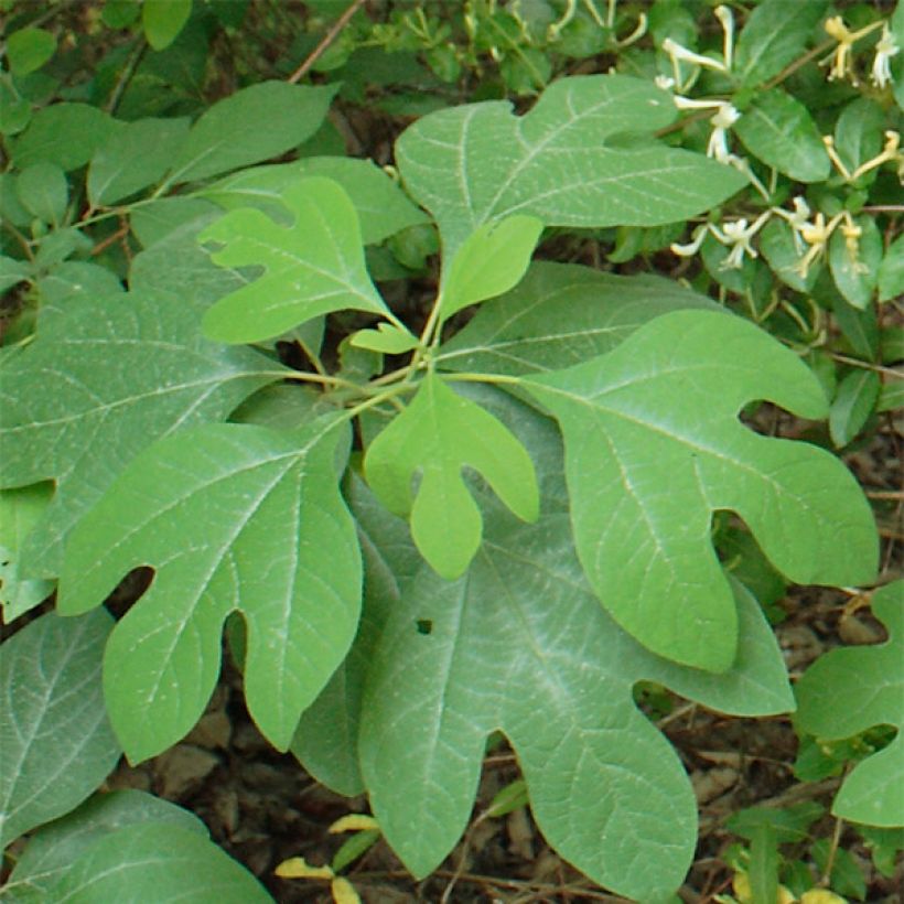 Sassafras albidum - Laurier des Iroquois (Feuillage)