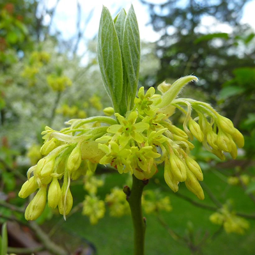 Sassafras albidum - Laurier des Iroquois (Floraison)