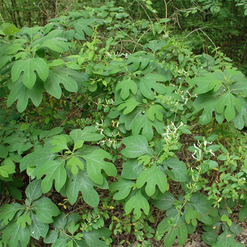 Sassafras albidum - Laurier des Iroquois (Port)