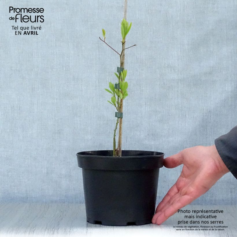 Spécimen de Sassafras albidum - Laurier des Iroquois en pot de 3/4L tel que livré au printemps