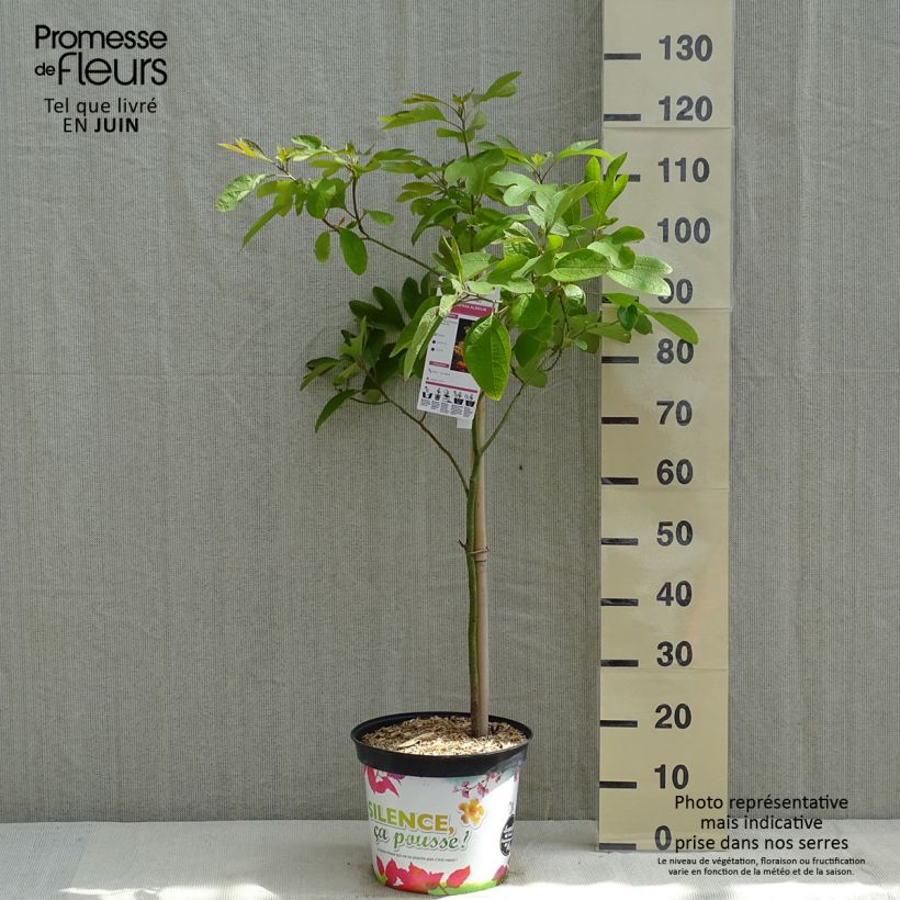 Spécimen de Sassafras albidum - Laurier des Iroquois en pot de 7,5l/10l tel que livré au printemps