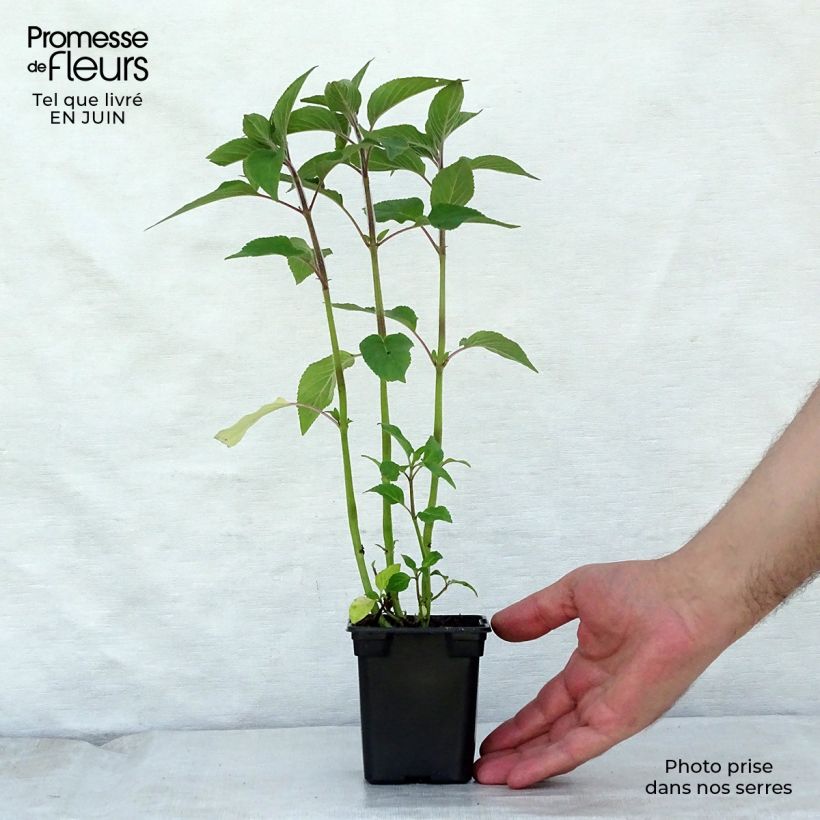 Spécimen de Sauge Ananas - Salvia elegans Godet de 7/8 cm tel que livré en été