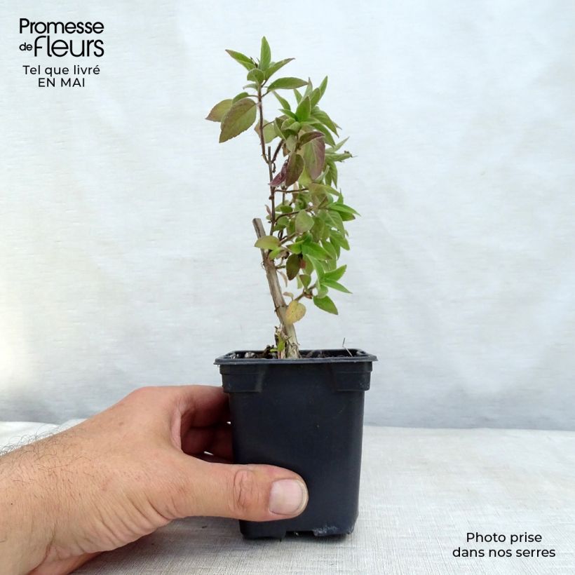 Spécimen de Sauge Ananas - Salvia elegans Godet de 8 cm tel que livré au printemps