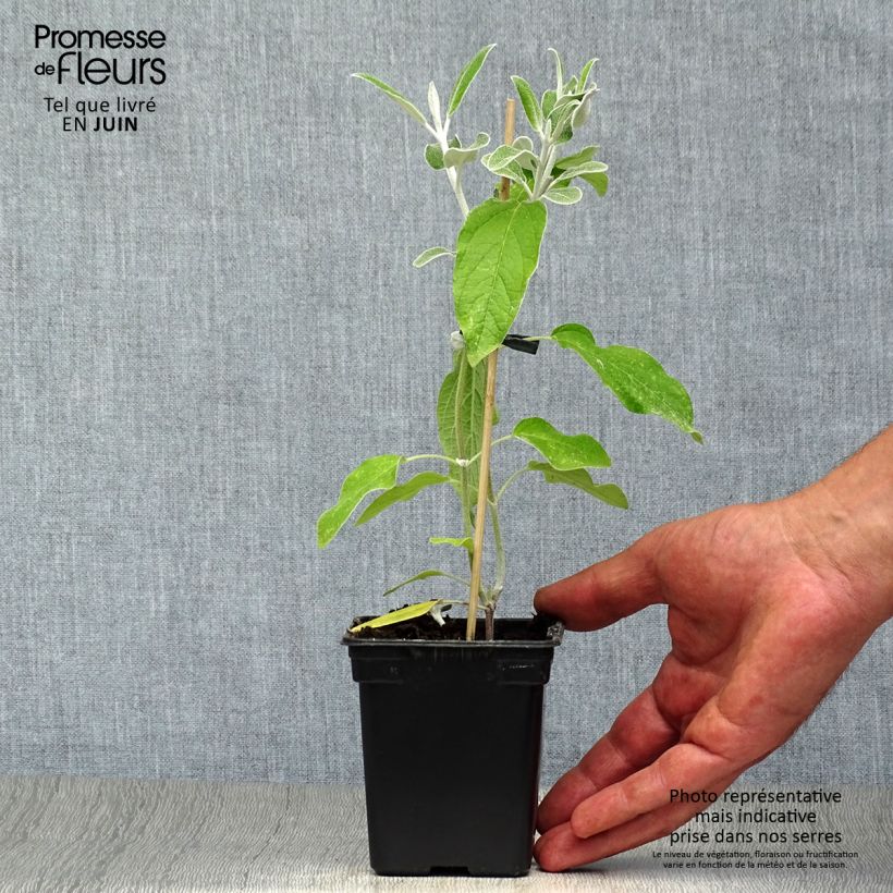Spécimen de Sauge Cassis - Salvia discolor  Godet de 7/8 cm tel que livré en été
