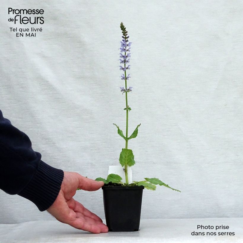 Spécimen de Sauge Crystal Blue - Sauge des bois. Godet de 9cm tel que livré au printemps