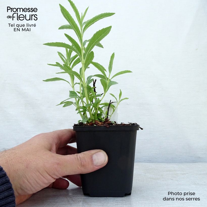 Spécimen de Sauge, Salvia uliginosa African Skies Godet de 9cm tel que livré au printemps