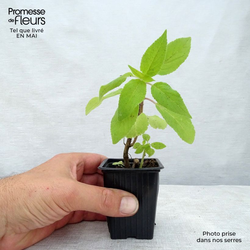 Spécimen de Sauge ananas Golden Delicious Godet de 7/8 cm tel que livré au printemps