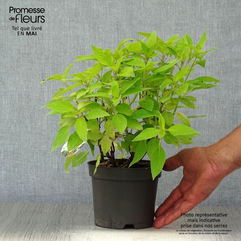 Spécimen de Sauge ananas Golden Delicious Pot de 1,5L/2L tel que livré au printemps