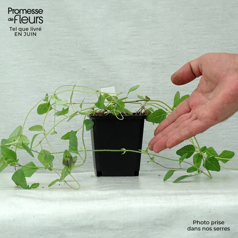 Spécimen de Sauge - Salvia forreri Godet de 8/9 cm tel que livré en été