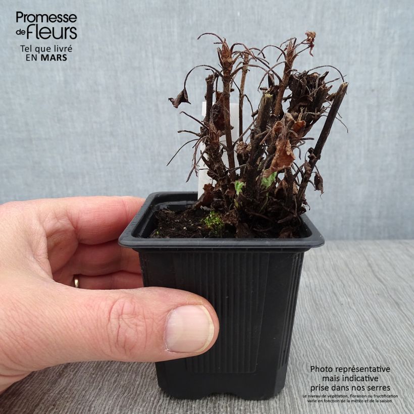 Spécimen de Sauge - Salvia glutinosa Godet de 8/9 cm tel que livré en hiver