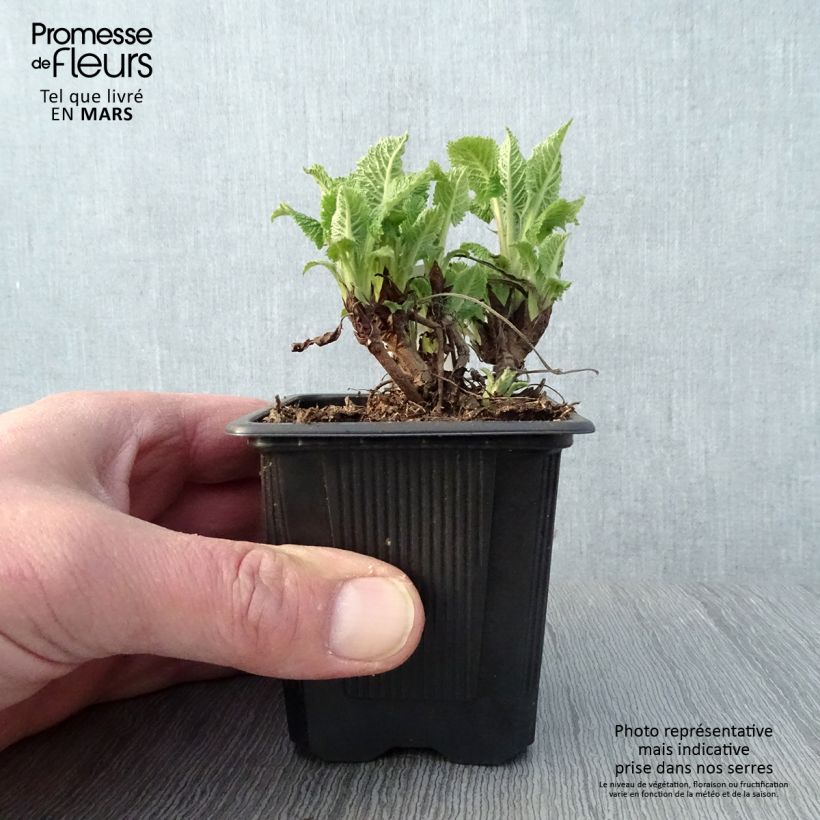 Spécimen de Sauge - Salvia glutinosa Godet de 9cm tel que livré au printemps
