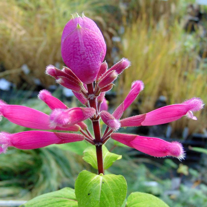 Sauge - Salvia involucrata Bethelii (Floraison)