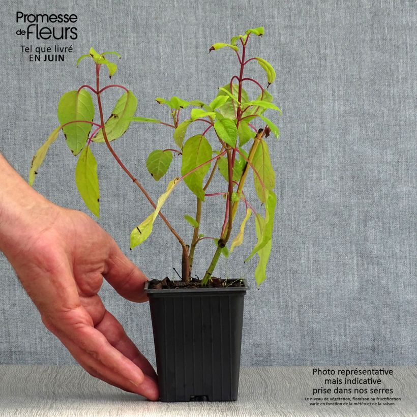 Spécimen de Sauge - Salvia involucrata Bethelii Godet de 7/8 cm tel que livré en été