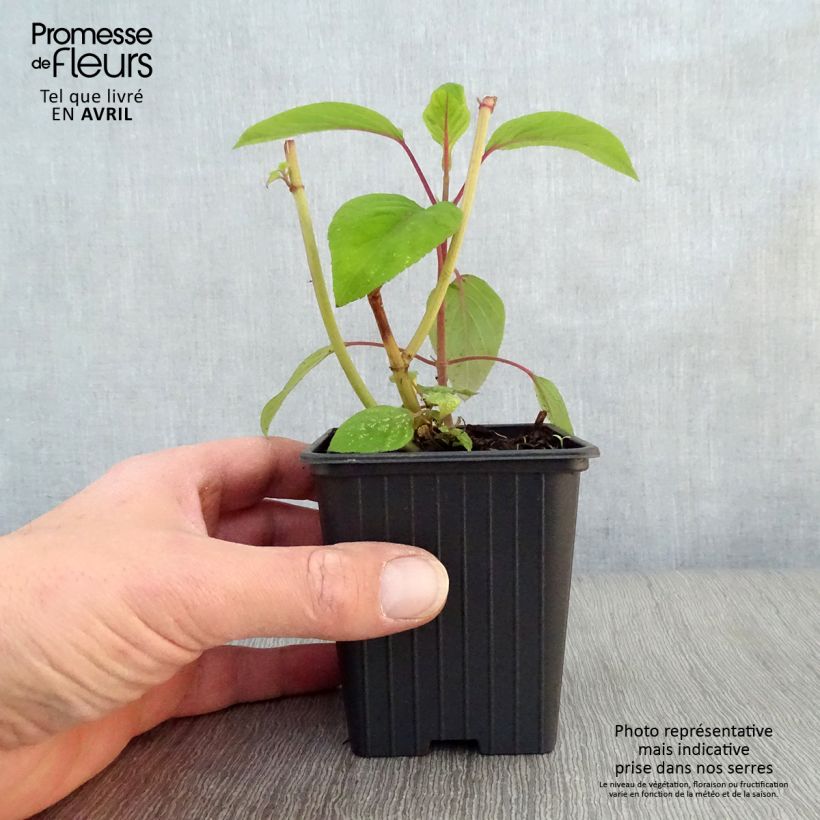 Spécimen de Sauge - Salvia involucrata Bethelii Godet de 9cm tel que livré au printemps